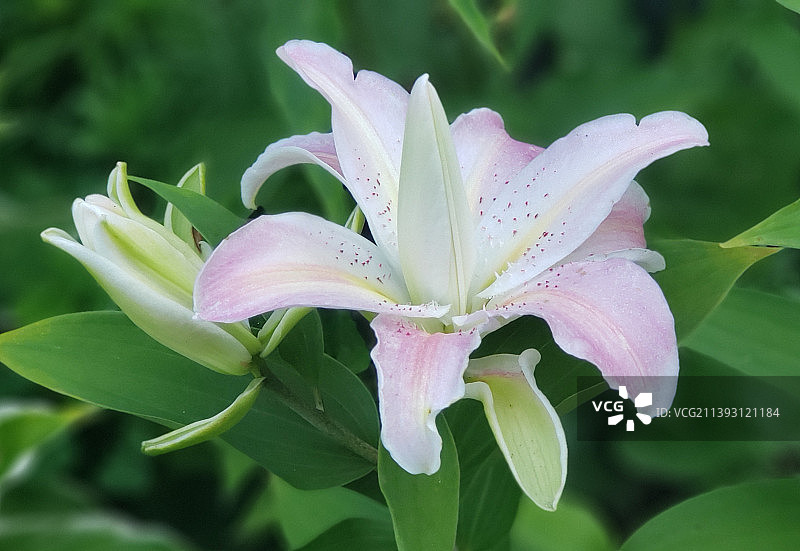 盛开的白色百合花特写图片素材