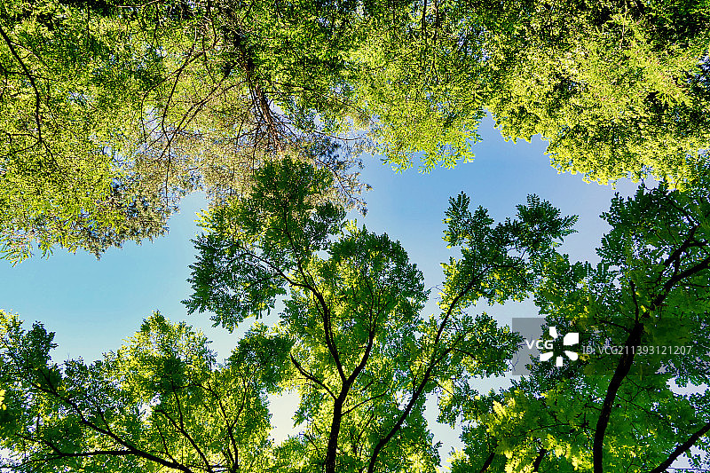 仰视角度拍摄的树木，背景是天空，多尔多涅，法国图片素材