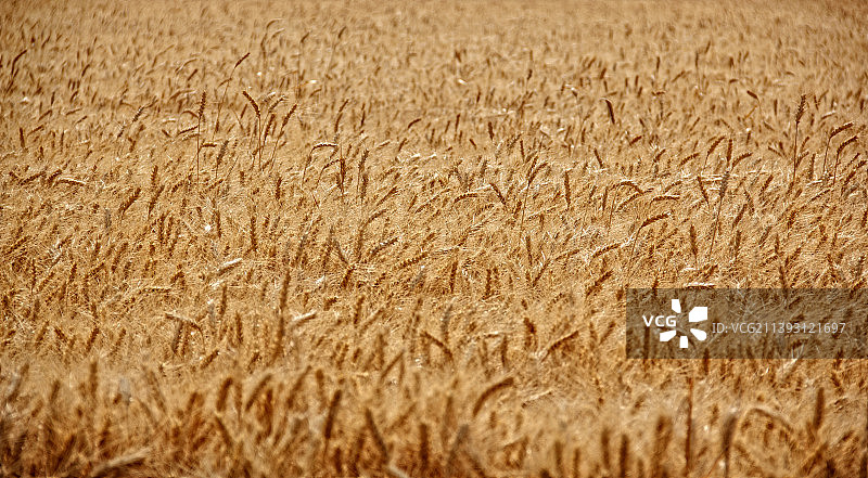 麦田全景拍摄图片素材