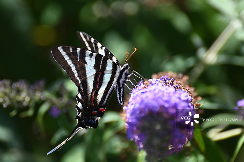 蝴蝶在紫色花朵上采蜜特写，美国辛辛那提图片素材