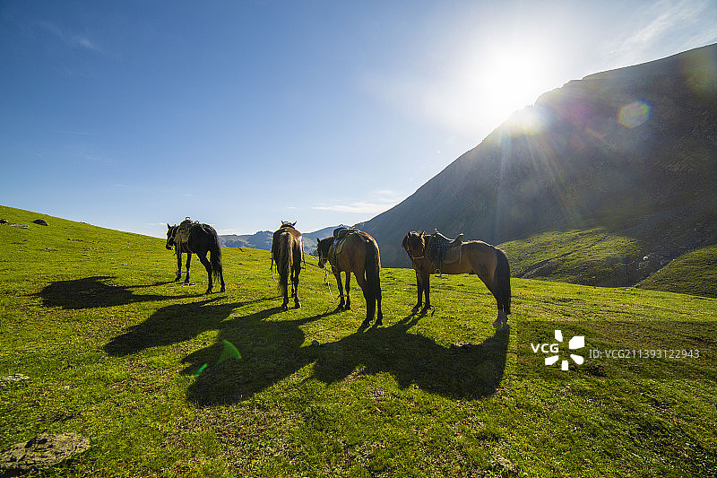 日出新疆天山山脉空中草原上的马儿图片素材