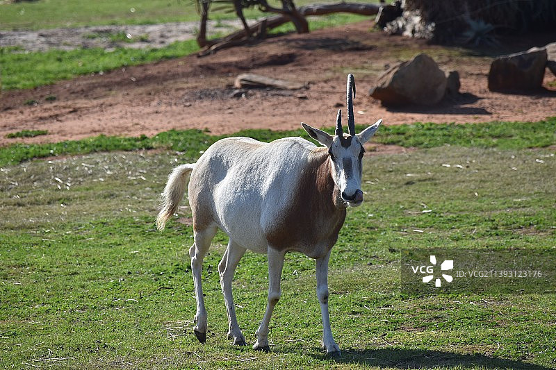 站立在田野上的山羊图片素材