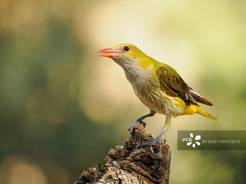 鸣禽栖息在树枝上的特写图片素材