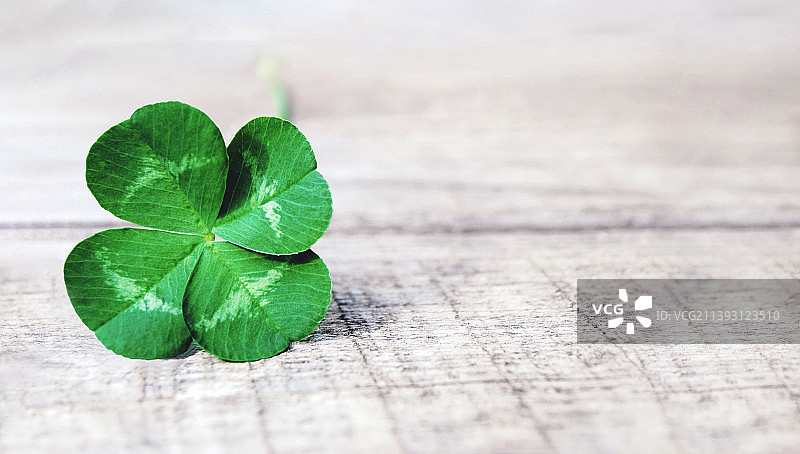 灰色背景上的四叶草，灰色木头上的真正的绿色四叶草图片素材