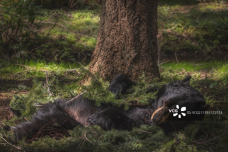 美国华盛顿州雷尼尔山国家公园的森林树木图片素材