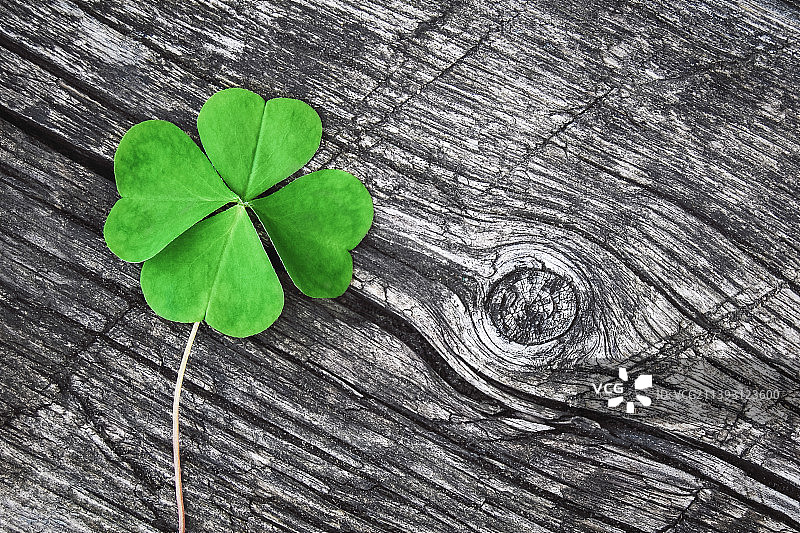 带文案空间的旧木背景上的四叶草图片素材