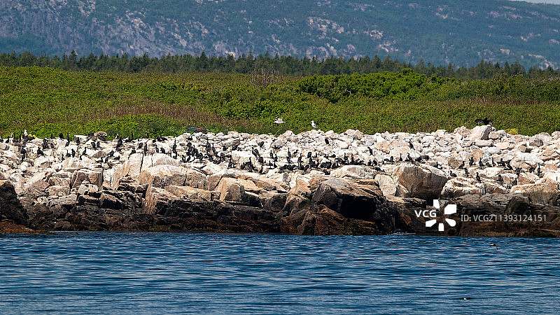 缅因州岩石岛上的鸟类筑巢群落图片素材