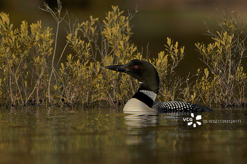 湖中游动的大鸟特写图片素材
