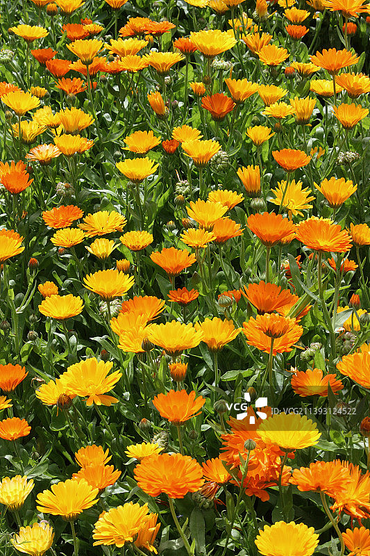 田野上黄色开花植物的完整画面图片素材