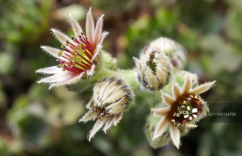 土耳其的开花植物特写图片素材