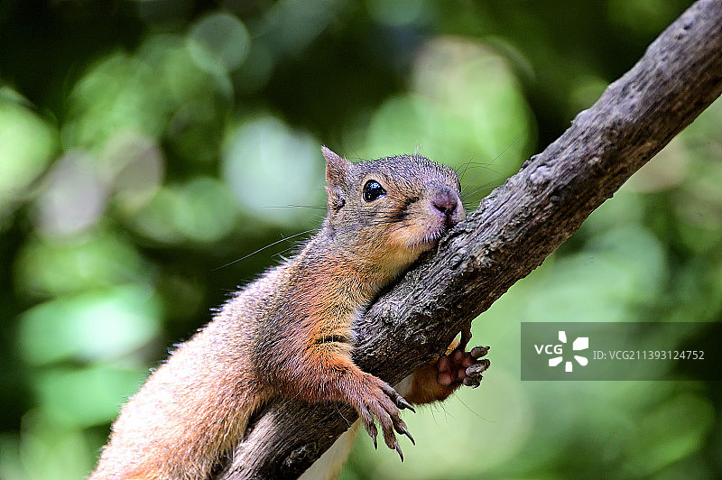 树枝上的美洲红松鼠特写图片素材