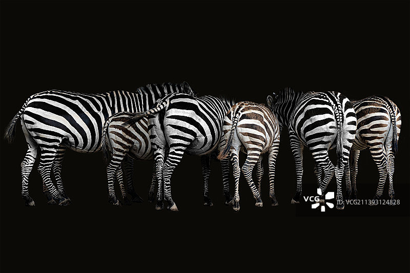 斑马特写，黑色背景图片素材
