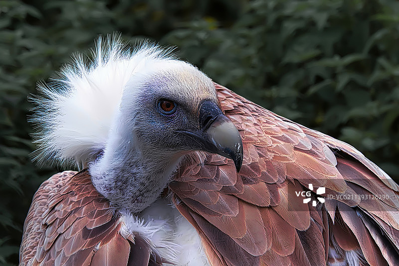 雄鹰特写，荷兰海德斯库尔图片素材