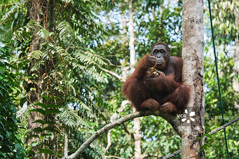 仰视坐在树上的猴子图片素材