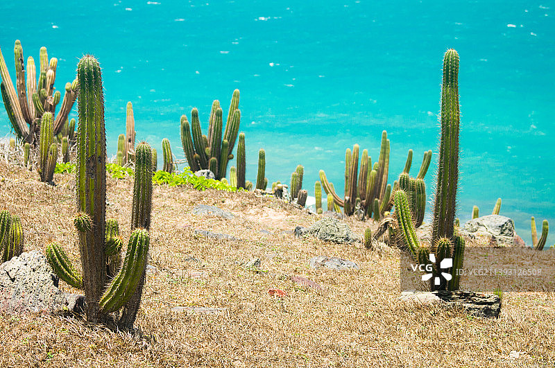 巴西杰里科科拉，清澈的蓝色海水映衬下的仙人掌特写图片素材