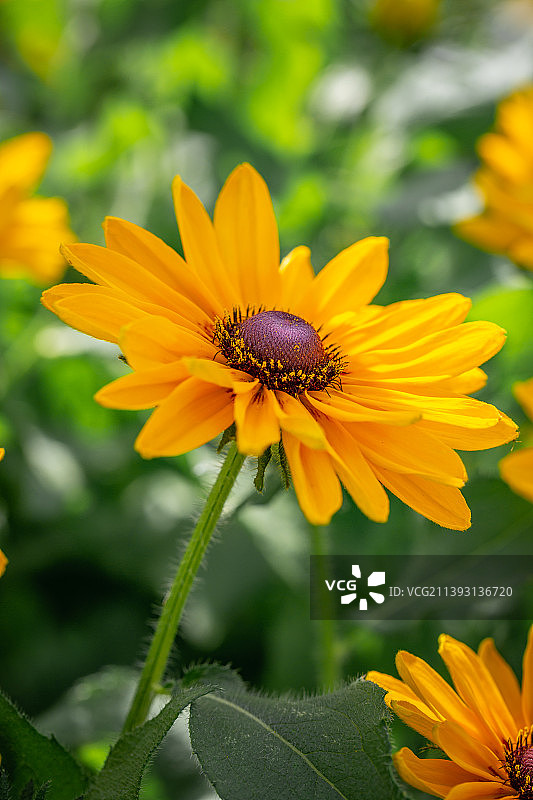 中国北京国家植物园黑心金光菊图片素材