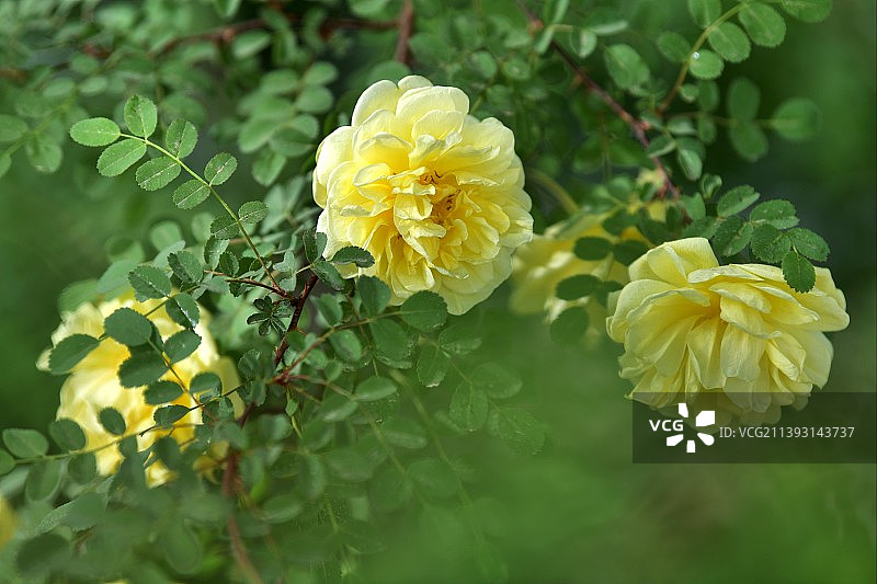 黄刺玫图片素材