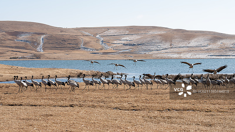 黑颈鹤图片素材