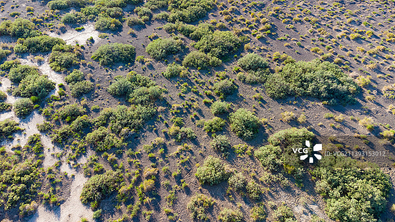 航拍戈壁滩上的绿色植物图片素材