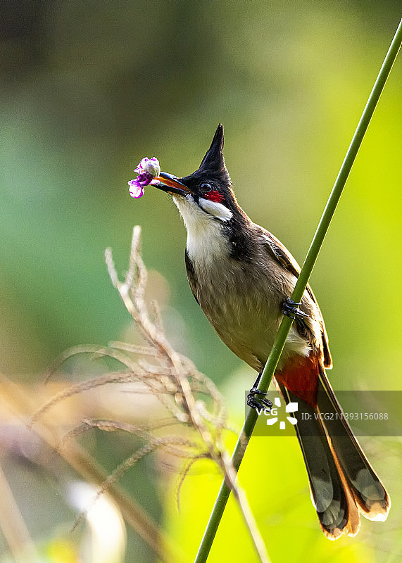 红耳鹎图片素材