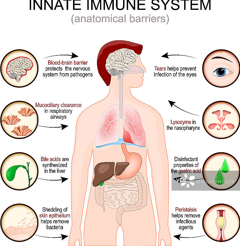先天免疫系统解剖屏障图片素材