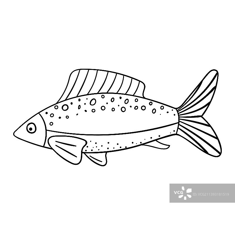 带鳍和尾巴的海鲜生鱼图片素材