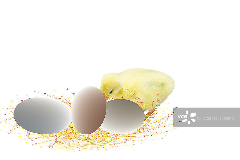 网兜垫子上的鸡蛋图片素材