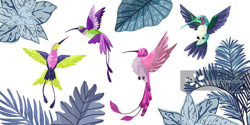 四张手绘蜂鸟图图片素材
