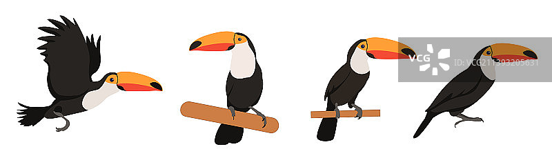 不同角度的巨嘴鸟图片素材