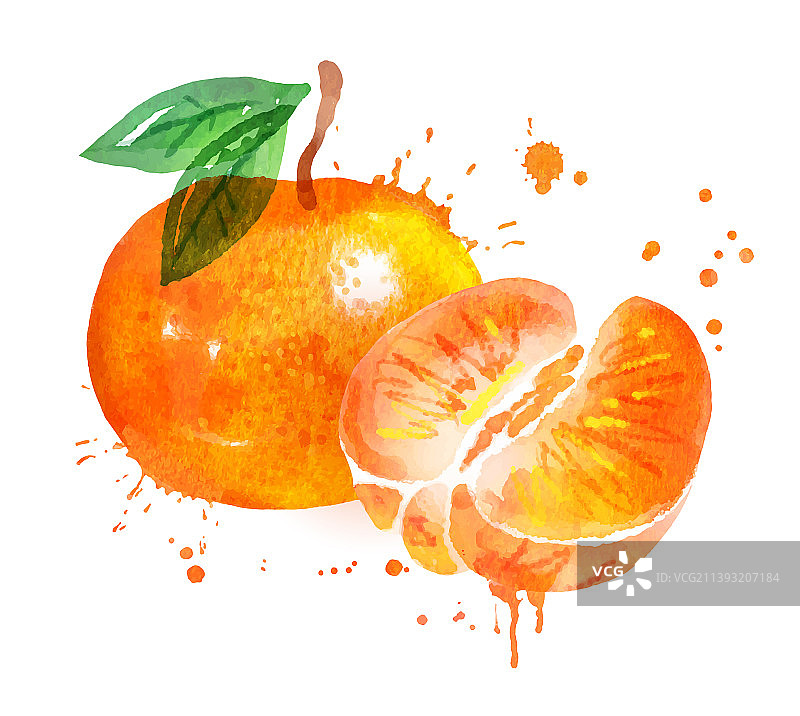 橘子水彩画图片素材