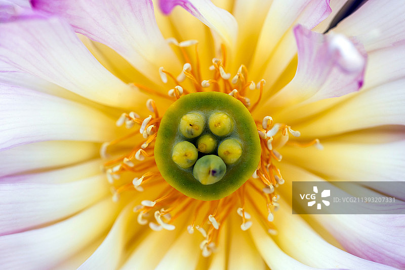荷花局部特写镜头图片素材