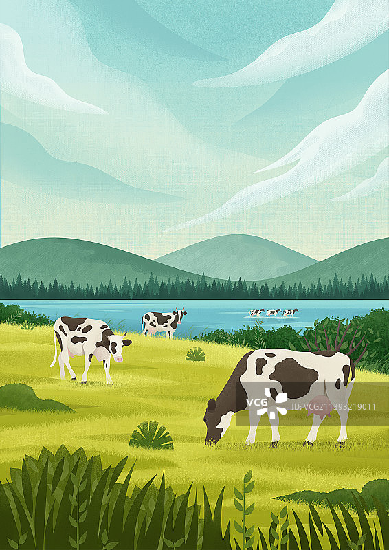 暑假河边的草原上，奶牛正在吃草图片素材