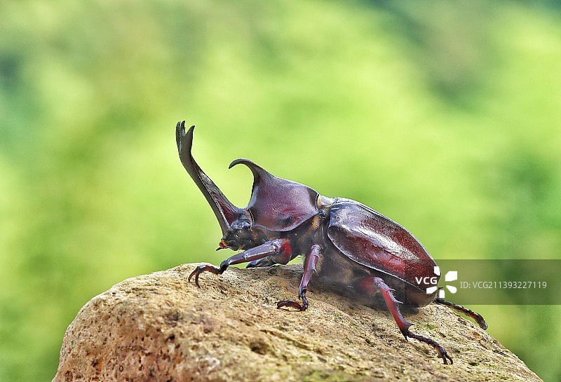 双叉犀金龟图片素材