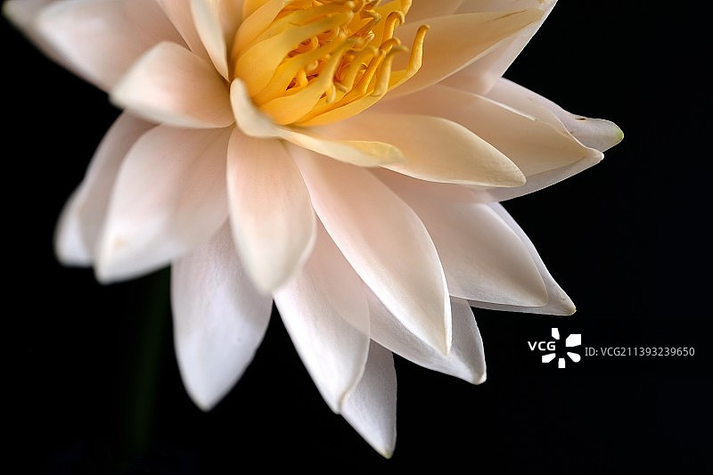 睡莲花瓣的特写图片素材