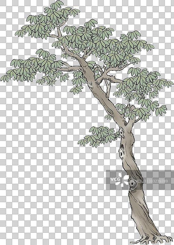 国画树图片素材