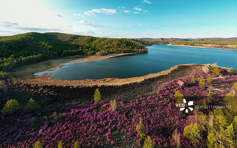 内蒙古呼伦贝尔大兴安岭达尔滨湖国家森林公园杜鹃花海航拍图片素材