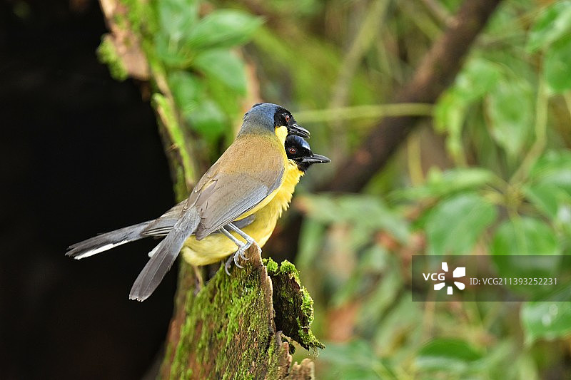 黄喉噪鹛图片素材
