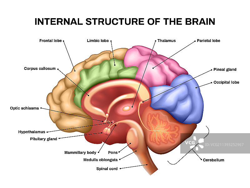 逼真的人脑解剖结构图片素材