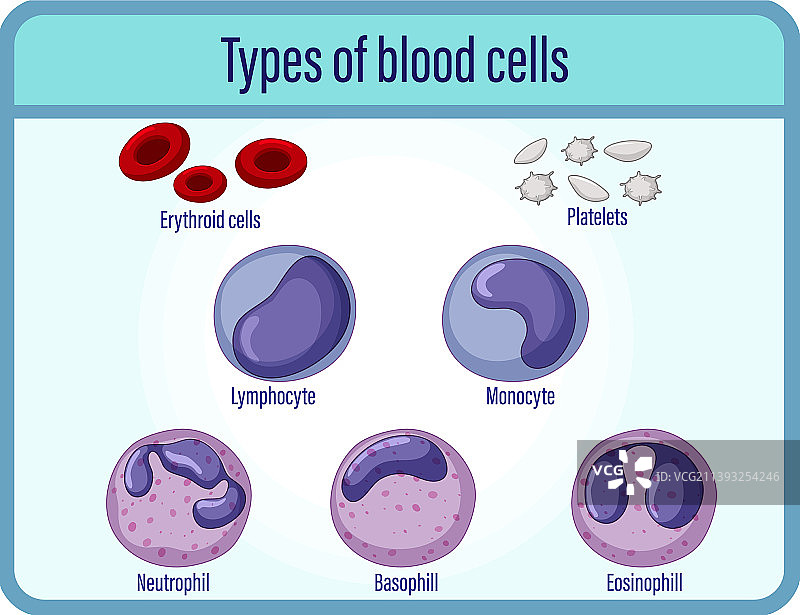 血细胞类型医学信息图片素材