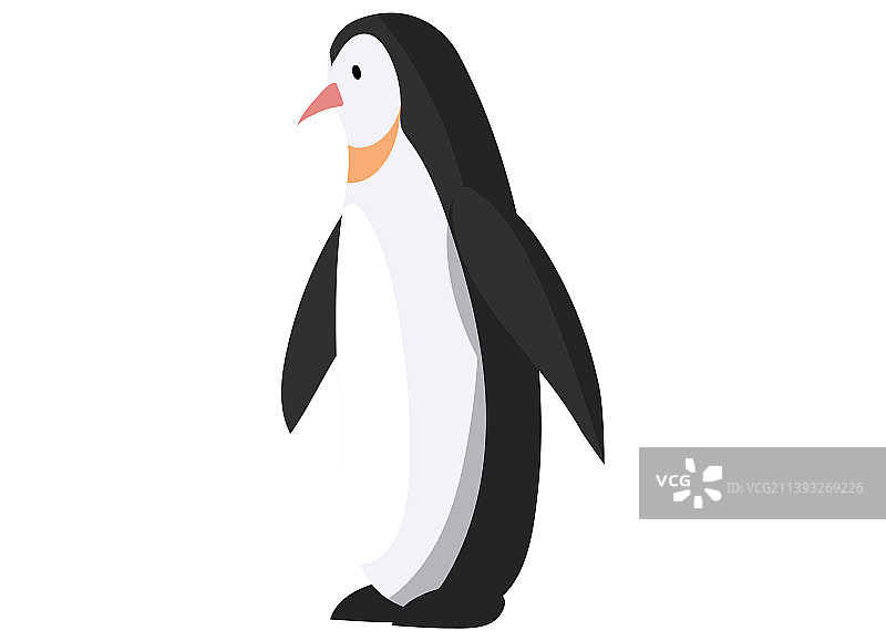 王企鹅游泳和潜水，以鱼为食图片素材