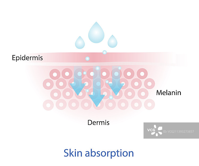 皮肤吸收营养的机制图片素材