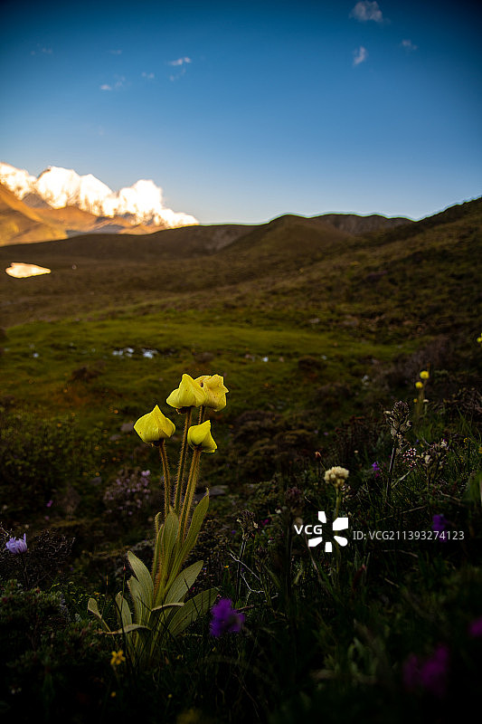 绿绒蒿图片素材