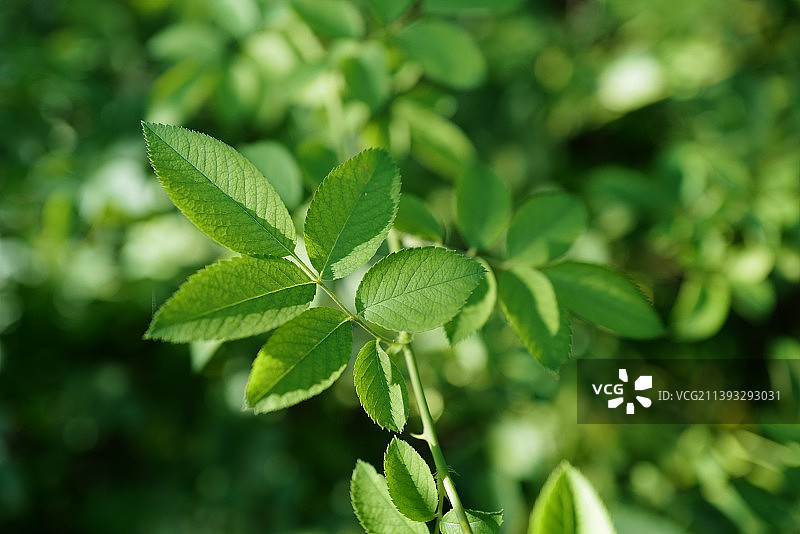 绿色植物叶子特写镜头图片素材