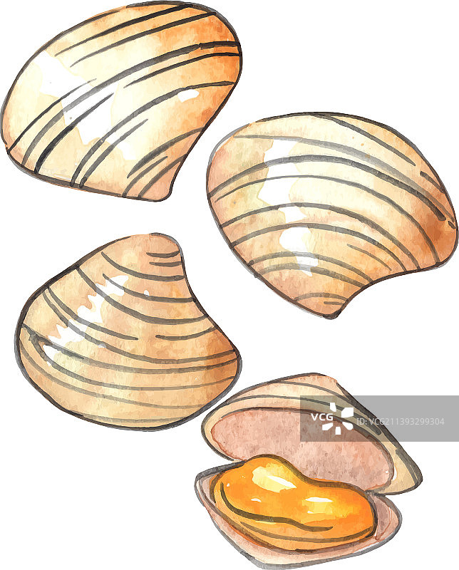 海洋生物水彩蛤蜊图片素材