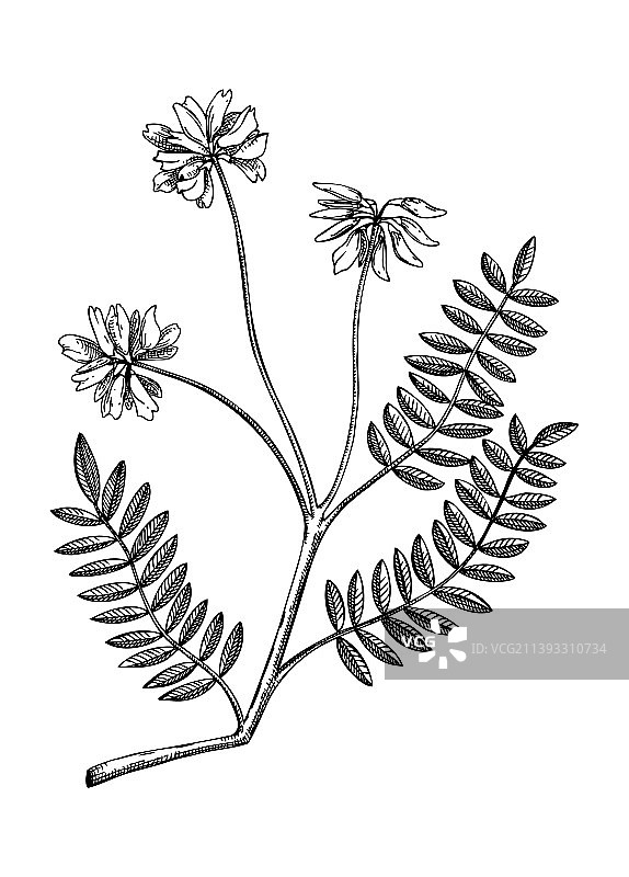 黄芪适应原植物手绘植物图图片素材