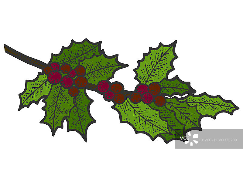 彩色冬青树枝线条艺术手绘图图片素材