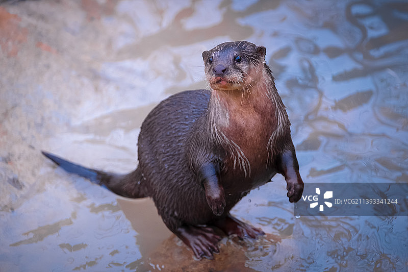 水獭图片素材