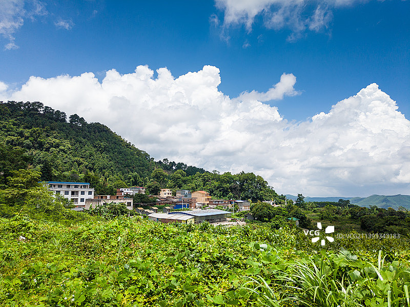 广西崇左市扶绥县姑辽茶高山茶园图片素材