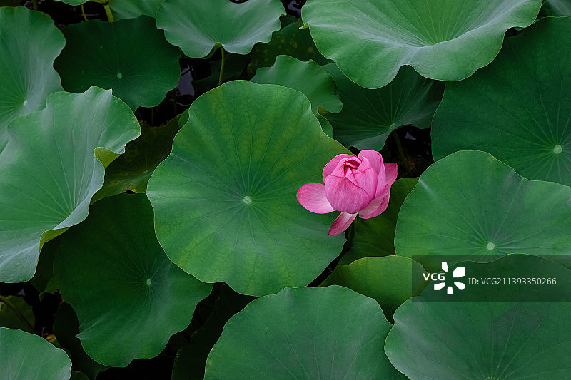 绿色荷叶背景里撑开的荷花图片素材