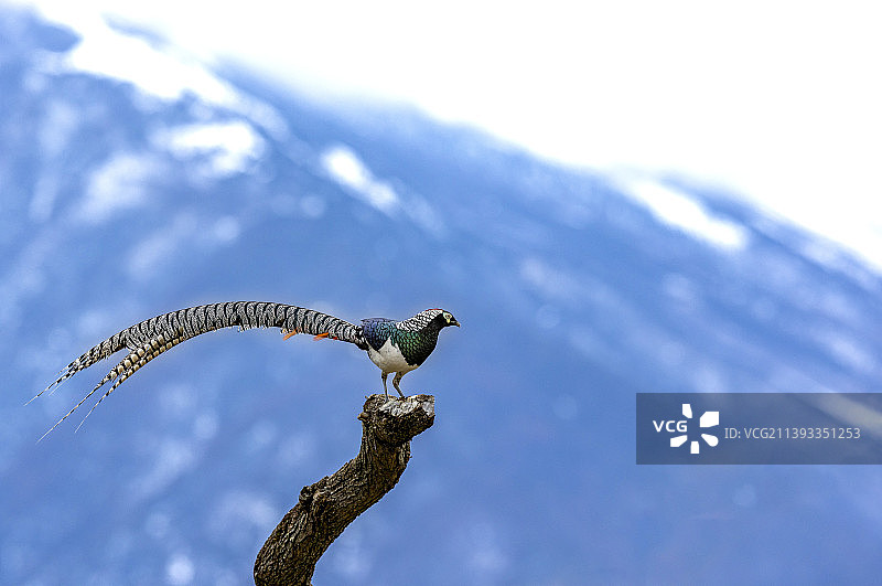 多个标题白腹锦鸡。图片素材